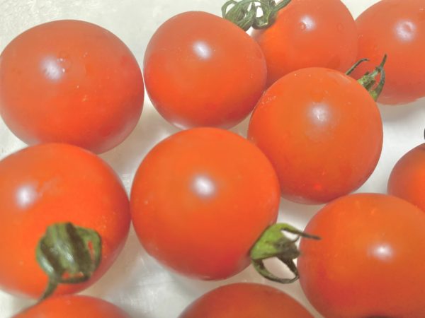 ミニトマト家庭菜園